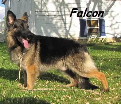 UKC CH Baughman's Flying High Prince Von Falcon