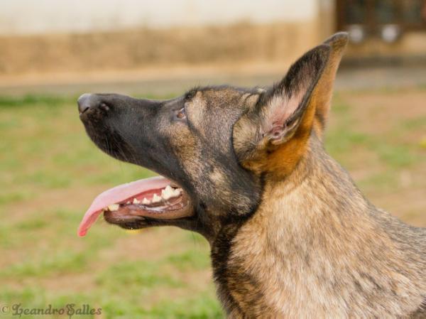 Jippy van de Biezenhoeve