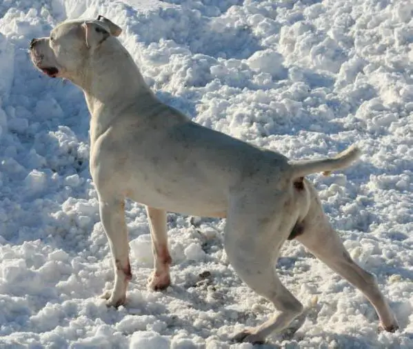 CH NKC Kinghaven's King of the Hill