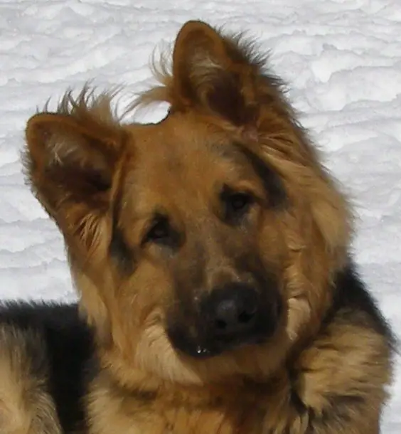 Allegheny's Creed of Solace (Dax)