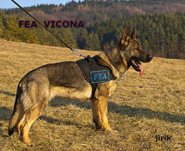 Fea Vicona