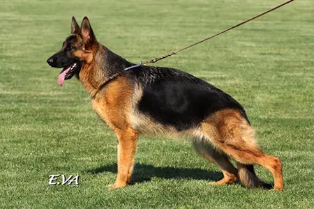 V Vac-Vagvölgyi Eny