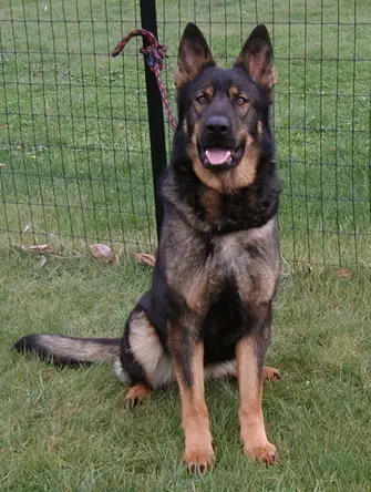 Pascha von Schraderhaus