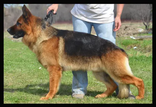 Figo von Arminius 2000