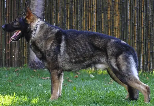 Nox Câini de Politie