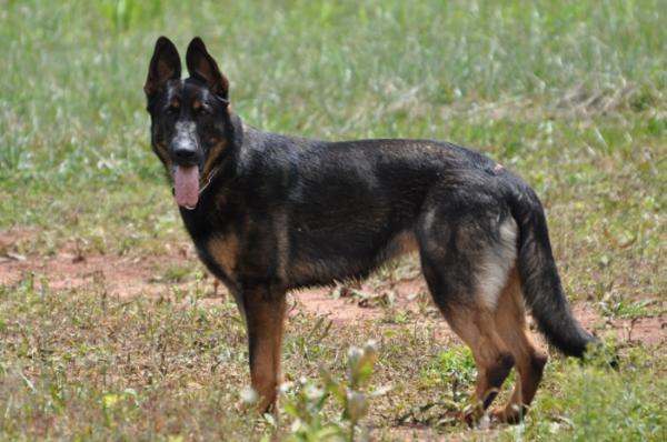 SG Avanna vom Goldwald