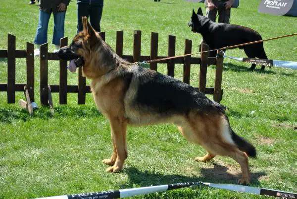 Pakros de Craiova Maxima