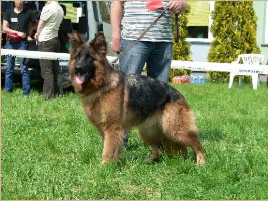 Mł.CH.PL, CH.PL, CH.L. LANA Rymbaś