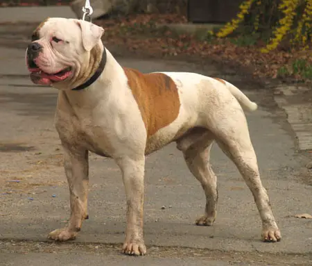 CH BC's Tribute to Hook