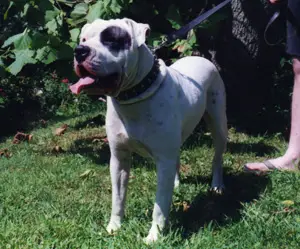 Stout's Twist of Cain of Hines'