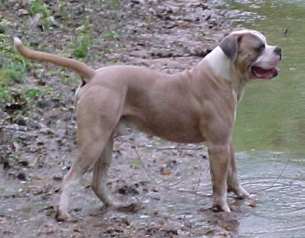 K&J's Blue Viper of CCK