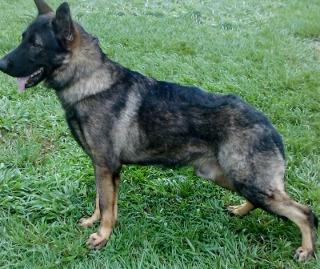 Apache Van Den Heuvel