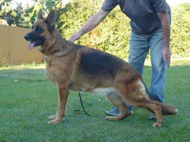 Zafira do Rancho dos Ipês