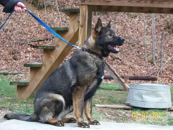 Dux Von Mountainlake