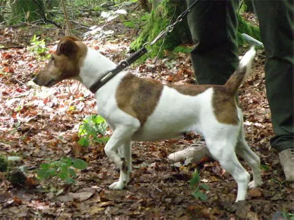 Kira vom Scherfeder Wald