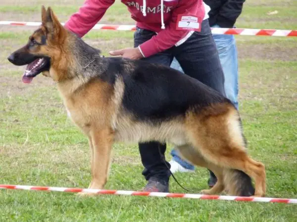 SG(PORT) Alaor VON HAUS MORES