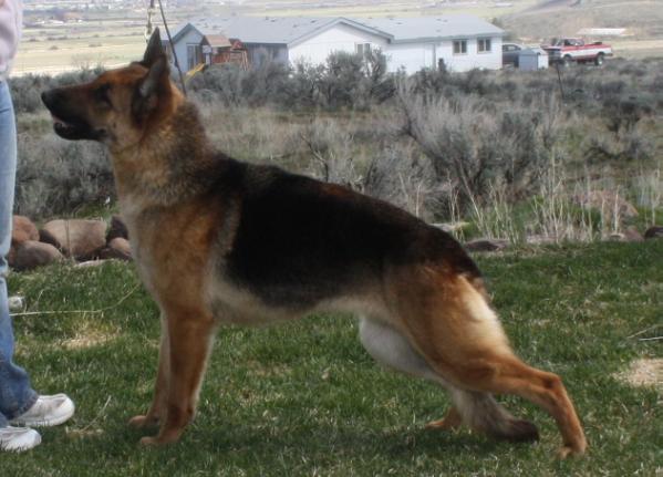 CA-JI'S JADE V MURRTAL