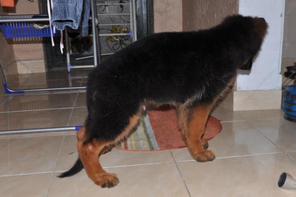 ALYNOR VON SHATHA KHAYYAT