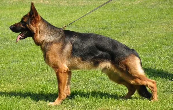 Wulf vom Gleisenauer Schloß