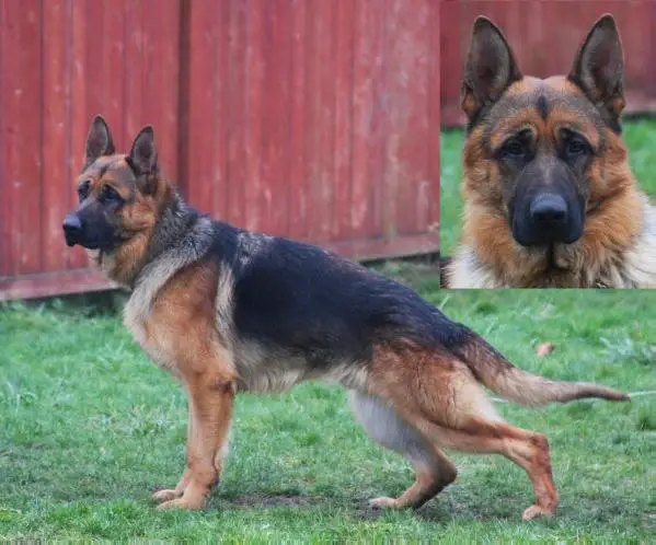 Adolf vom Stolyarhaus