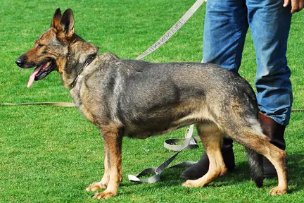 Abby Gold Creek vom Herrenwald