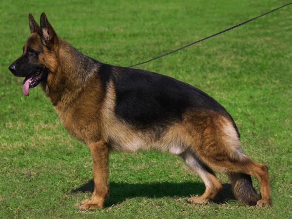 SG1  SG19 BSZS EX.6 Mac von der Noriswand