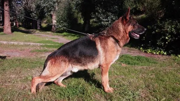 V Fox di Ca' San Marco