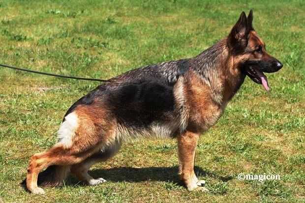 V2 LGZS; V56 BSZS 2013 Fedra von Arlett