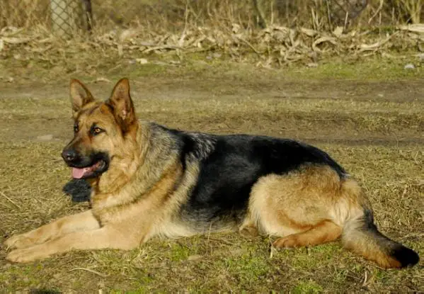 Ollie vom Falkberg