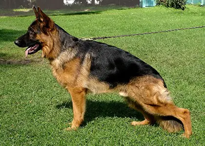 V Tango vom Ochsentor