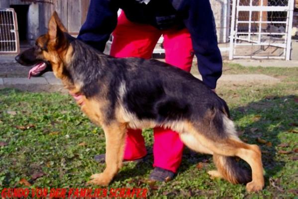 Gundo von der Familien Schafer
