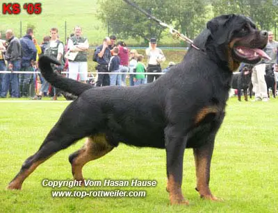 INT.CH, CH.SRB Igor vom Haus Djurdjulov