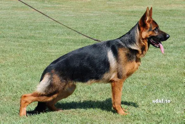 Hellen di Zenevredo