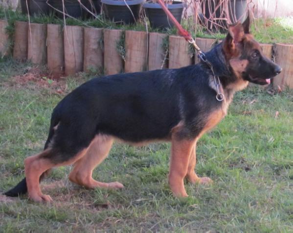 Dara do Solar dos Figueiredo