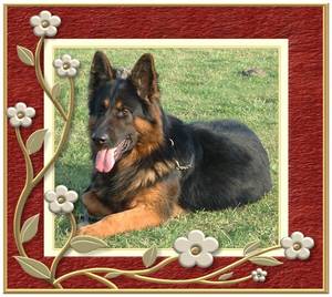 VA WELTSIEGER Vaco vom Isländerhof