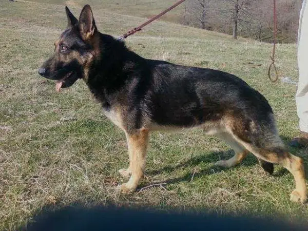 Fero Vom Haus Pferdmann