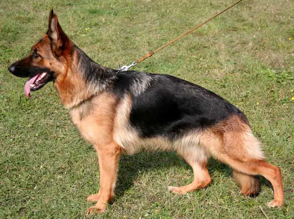 V Nicki von den Leinewiesen