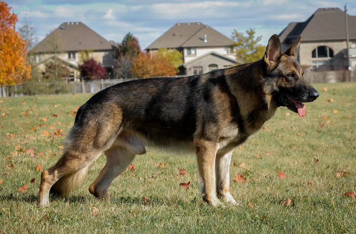 SG S-Hunter vom Geistwasser