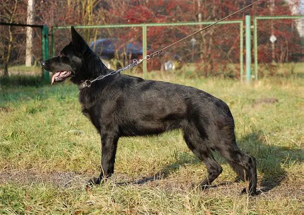 Sany is vilku slenio