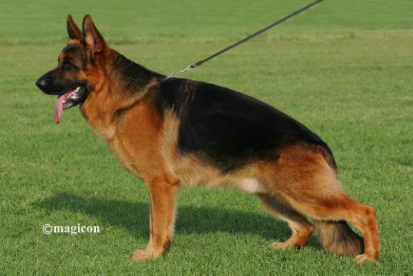 VICE-SIEGER  ITALY Claus Del Re Kokalos