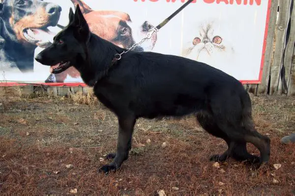 V Heruvim Darjana s Sajanskih Gor