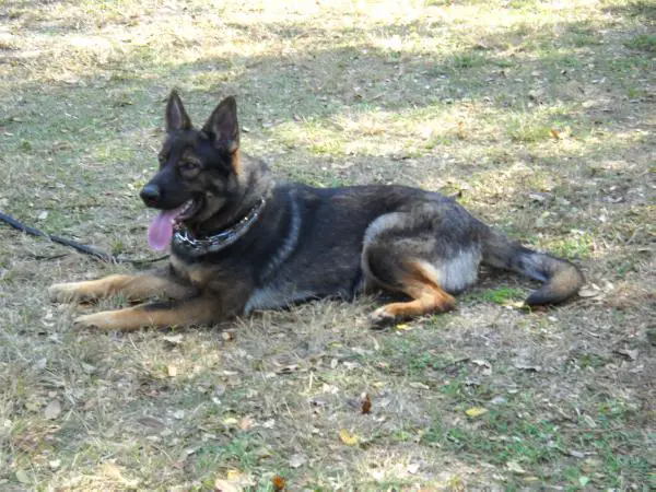 Troy Von Dem Waldkonig