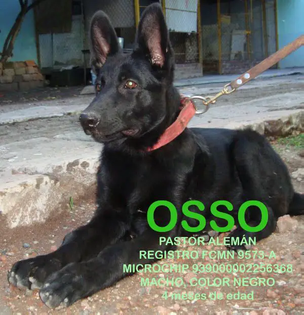 OSSO (ALVAREZ)