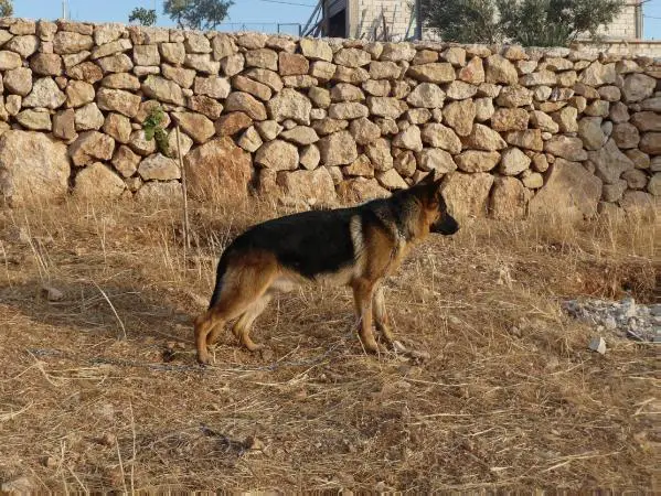 Jerry vom Jordan German Shepherds