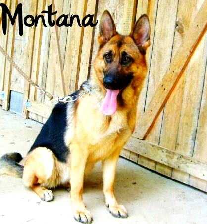Galya's Montana