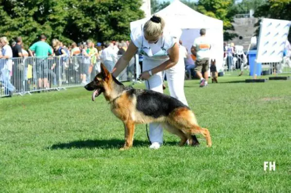 SG43 JKL-H BSZS-2011 Strong and Soft Heyda