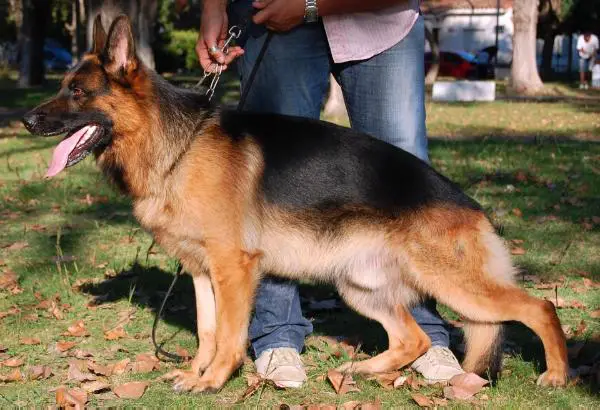 V Paulo von der Datze