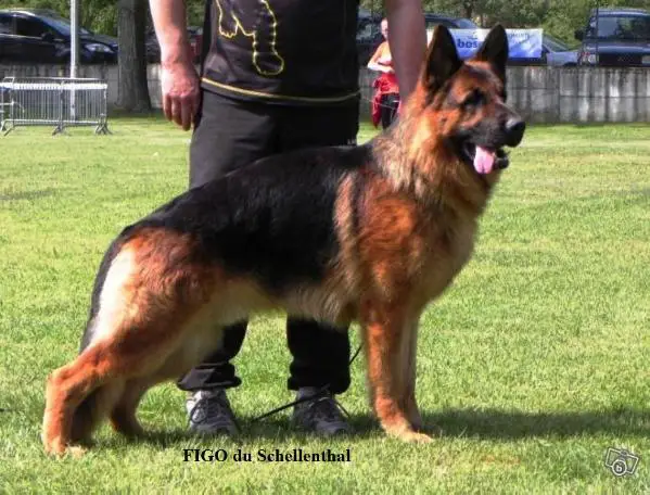 V FIGO du Schellenthal