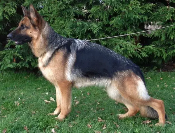 SG Vanilla vom Holtkämper Hof