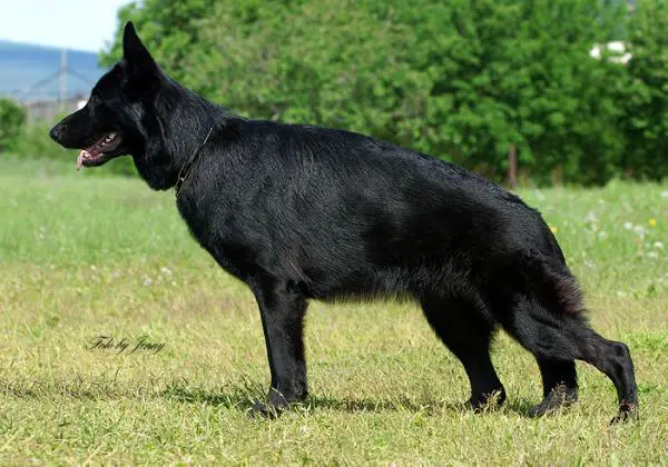 Maxianna Astra Rufina